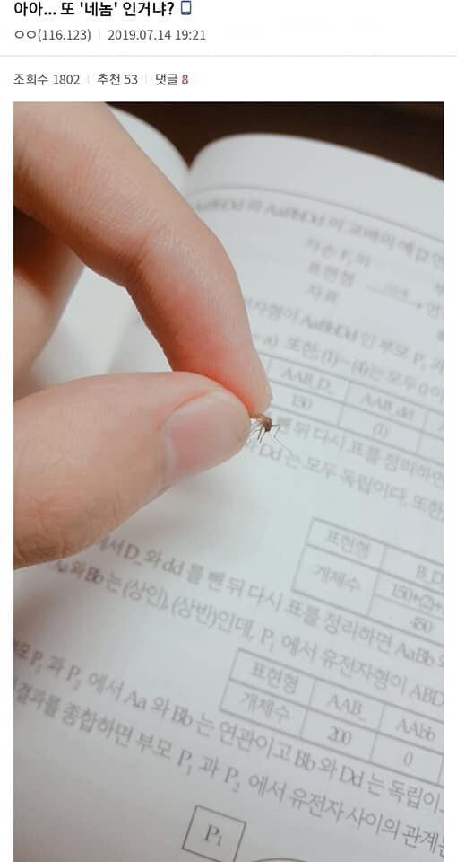 모기 새끼 다양하게 고문하는 모기 갤러리.jpgif | 인스티즈