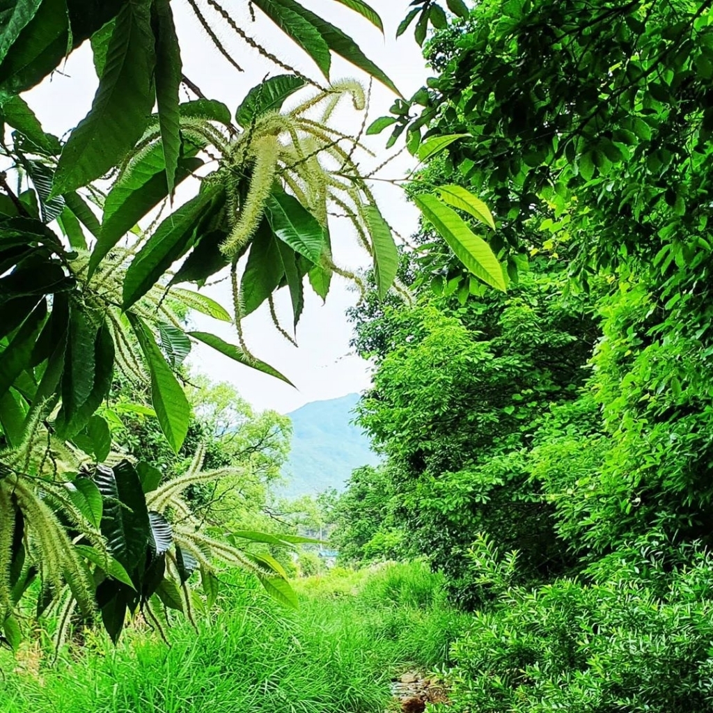 밤나무에 핀 밤꽃.........jpg | 인스티즈