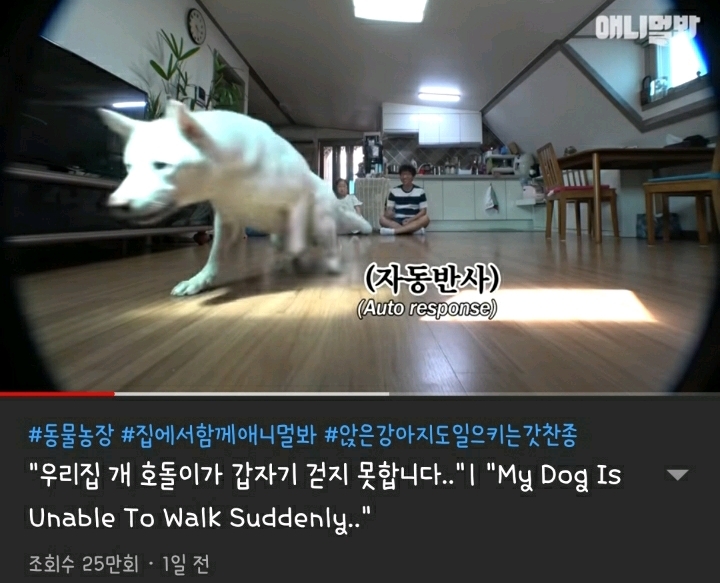 현재 본방 끝나고 호돌이 / 시청자 우롱 으로 논란 중인 동물농장 | 인스티즈