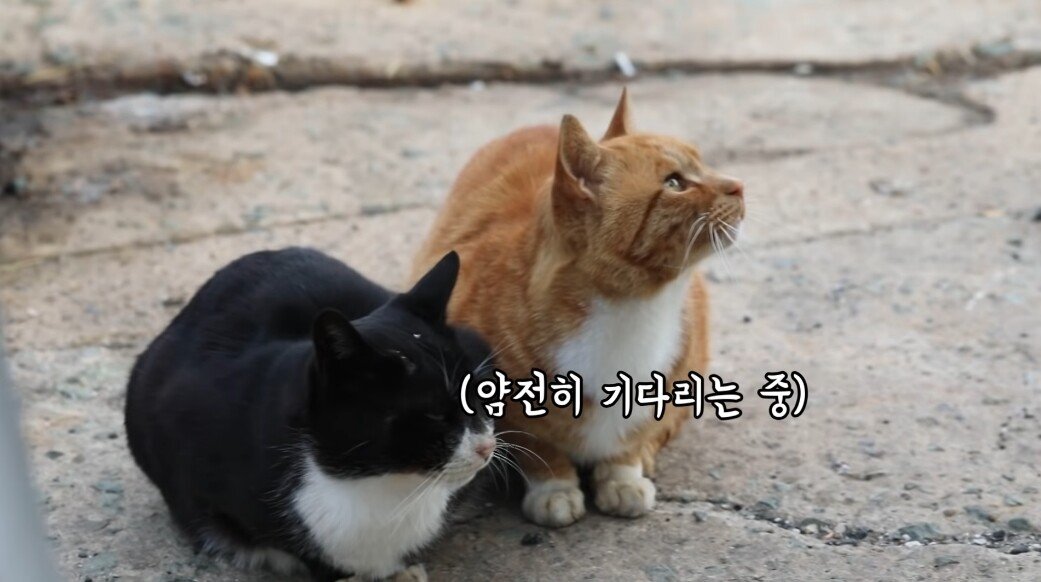 쯔양 회 먹방 중 잠깐 나가자 한 점 훔쳐 먹는 고양이 | 인스티즈