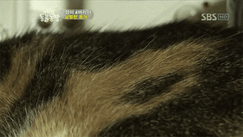 왕따당해서 서럽게 우는 고양이.GIF | 인스티즈