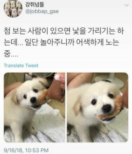 지하철인데 어떤 강아지가 자꾸 에어드랍으로 자기 셀카를 보냄.jpg | 인스티즈