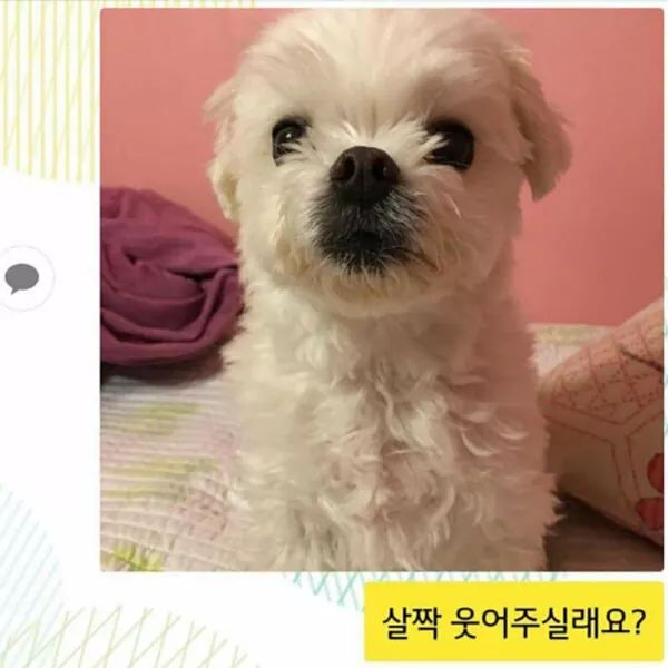 댕댕이 증사찍기 | 인스티즈