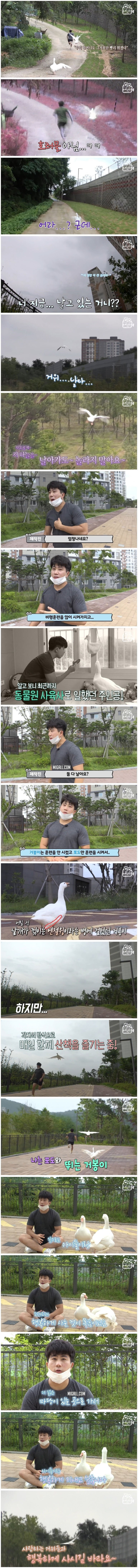 반려 거위를 아파트에서 키우는 남자 | 인스티즈