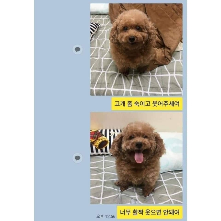 증명사진 찍는 강아지 | 인스티즈