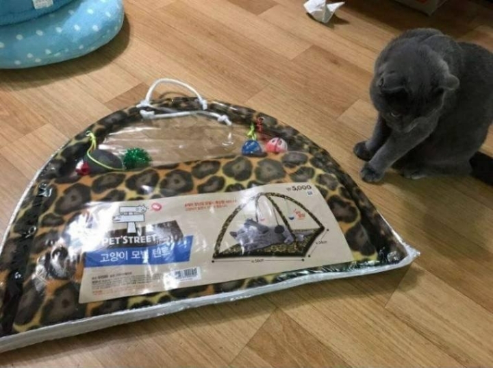 고양이용 텐트 구매 후기.JPG | 인스티즈