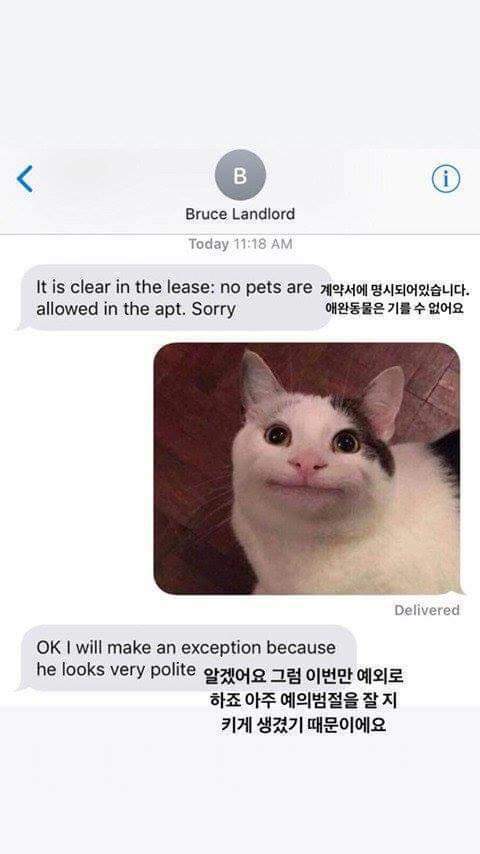 예의바른 고양이 | 인스티즈