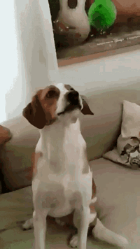 귀여운 강아지 움짤들 | 인스티즈