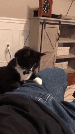 중성화 수술 후 많이 빡친 고양이.. | 인스티즈