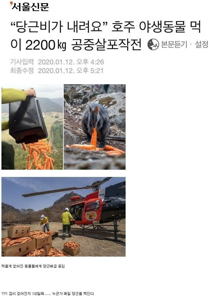 당근비가 내리는 호주 | 인스티즈