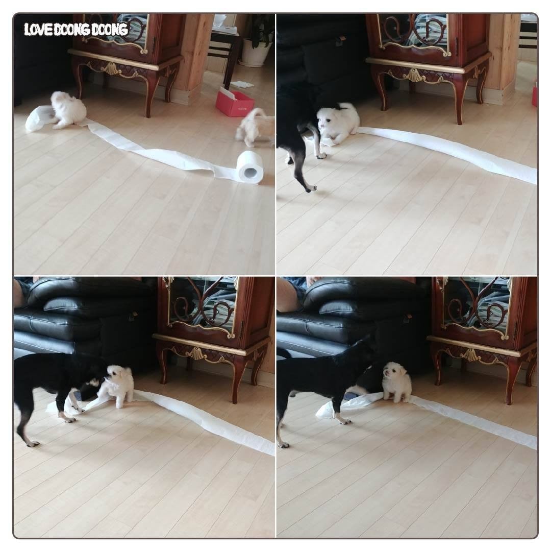 태어나서 처음 잔소리를 들은 댕댕이.jpg | 인스티즈