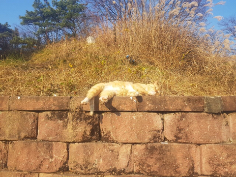 낮잠 자는 냥이 .jpg | 인스티즈