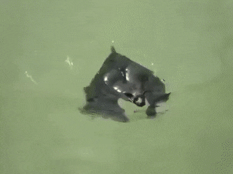 수영하는 박쥐.gif | 인스티즈