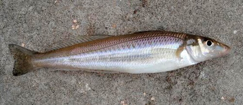 한국에서 잘 안먹는 생선.jpg | 인스티즈