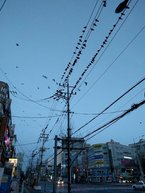 수원에서 자주일어난다는 떼까마귀...jpg | 인스티즈