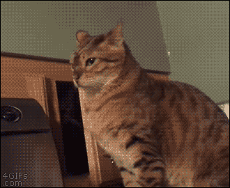 암살 시도하는 ㅈ냥이.....gif | 인스티즈