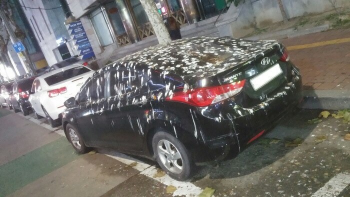 수원에서 자주일어난다는 떼까마귀...jpg | 인스티즈