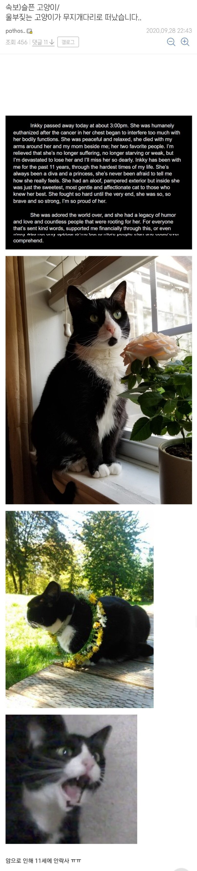 슬픈 고양이 근황 | 인스티즈