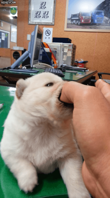 사람 손 물어 뜯는 흉폭한 댕댕이.gif | 인스티즈