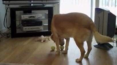 ??: 공 물어와! | 인스티즈