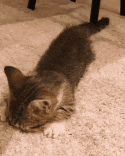 귀여운 아깽이 | 인스티즈