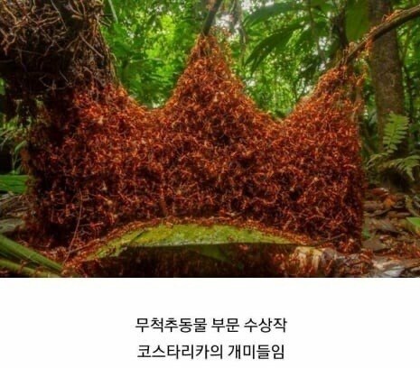 2019 야생 동물 사진 최우수상 모음 | 인스티즈