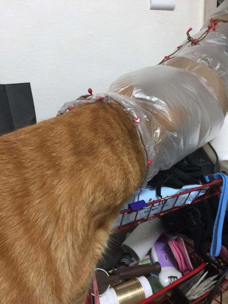 고양이가 여름 나는법 (비닐터널) | 인스티즈