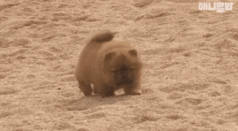 모래 찜질하는 차우차우 댕댕이들.gif | 인스티즈