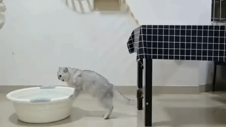 고양이 발사체 | 인스티즈