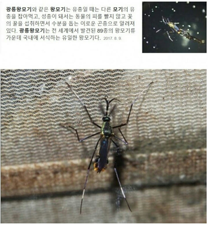 모기계의 이단아 | 인스티즈