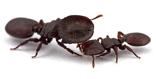 냉혹한 개미펀치 이야기 | 인스티즈