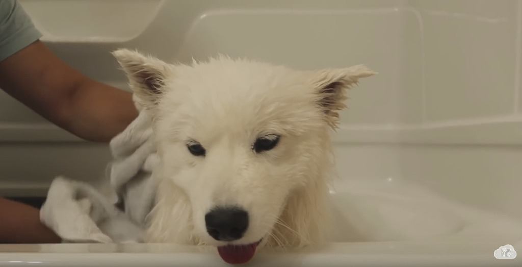 세상 순한 사모예드 댕댕이 목욕 시키기.jpgif | 인스티즈