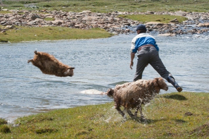 상남자의 양 목욕 시키기 | 인스티즈