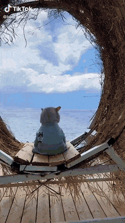 집사랑 좋은 데 여행 다니는 고양이 | 인스티즈