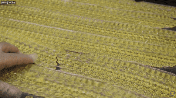 빅토리아 시대에 사탕 찍어내는 방법.gif | 인스티즈