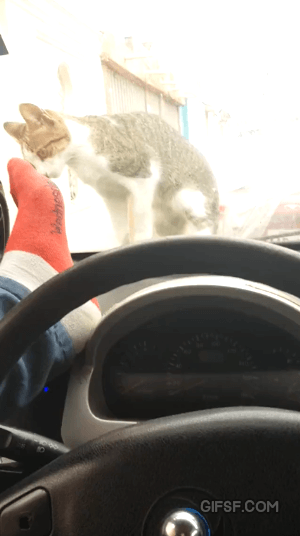 고양이를 놀라게 하면 안되는 이유.gif | 인스티즈