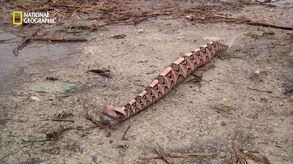 가분 살무사 (뱀주의) | 인스티즈