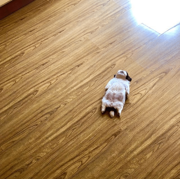 댕댕이 수면 자세.JPG | 인스티즈