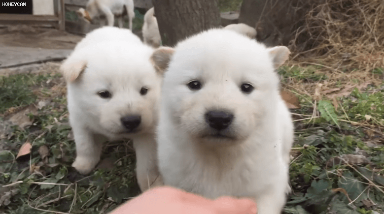 하얀 아기 댕댕이 | 인스티즈