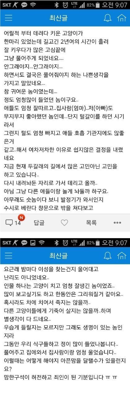 너무나 마음이 아팠던 고양이 주인..........jpg | 인스티즈
