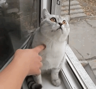 고장난 고양이들 | 인스티즈