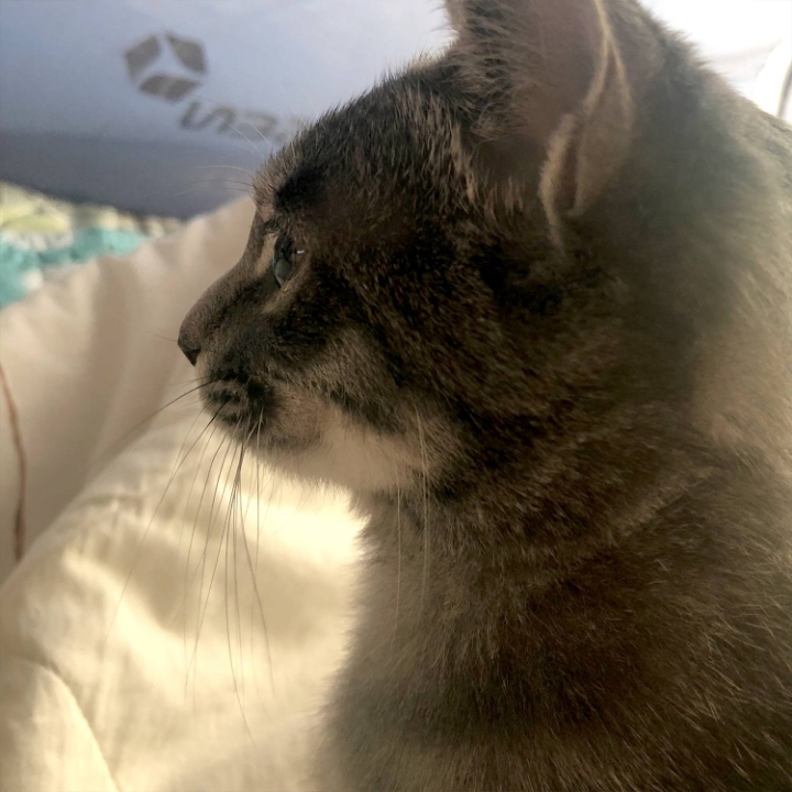 고양이들의 눈동자 | 인스티즈