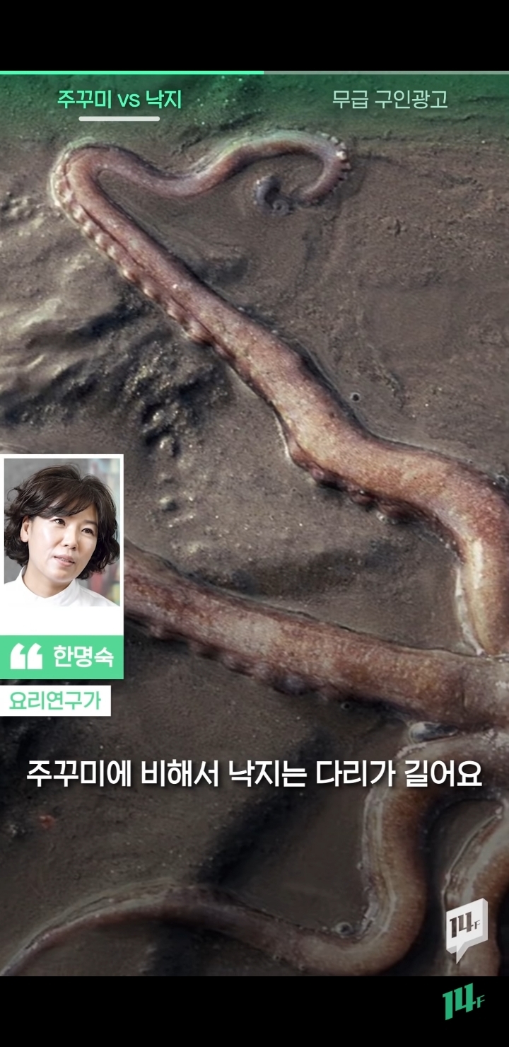 얼마전 낙지냐 쭈꾸미냐 논쟁의 전문가 의견 | 인스티즈