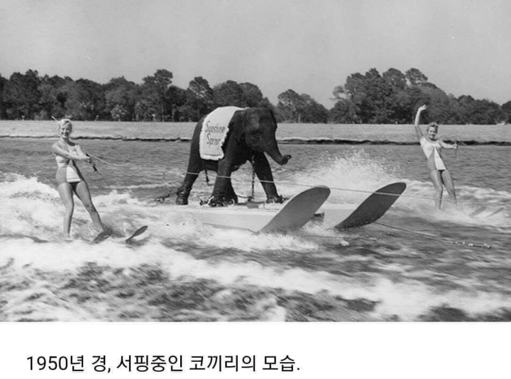 다소 놀랍고 신기한 세계의 희귀사진.jpg | 인스티즈