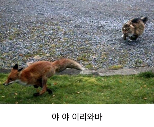 고양이 사냥에 나선 여우 | 인스티즈