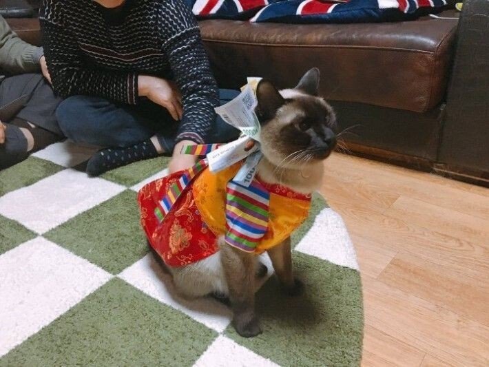 세뱃돈 받는 고양이 .jpg | 인스티즈