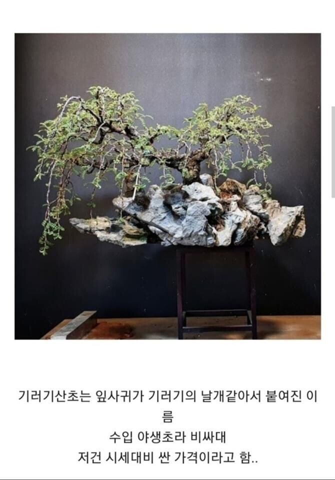 중고나라에 올라온 10억짜리 식물.jpg | 인스티즈