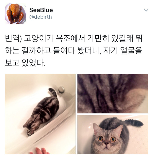 욕조 안에서 가만히 있는 고양이 | 인스티즈