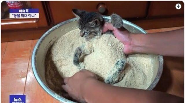 고양이 튀김 | 인스티즈