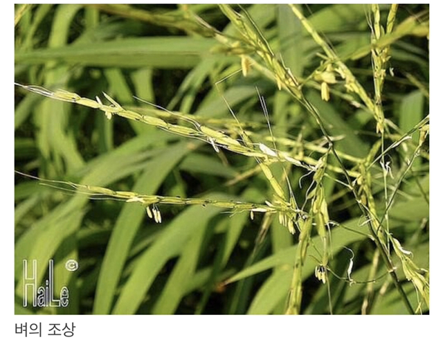 우리가 먹는 곡식들의 조상 | 인스티즈